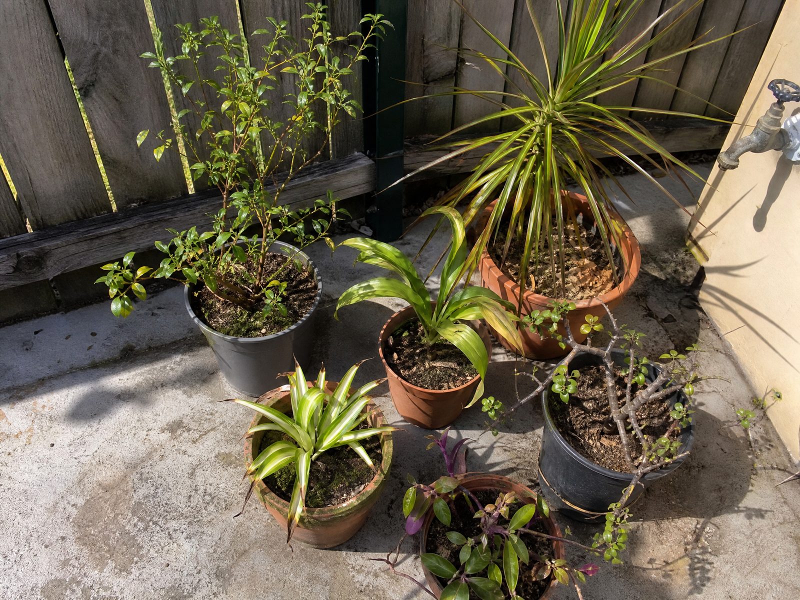 Assorted pot plants